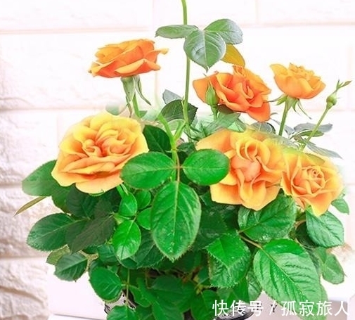 盆栽小玫瑰到手一天就蔫了,怎么破,做好4点安心看花