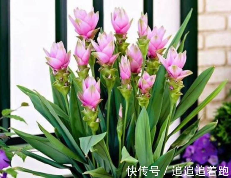 这几款小花,便宜又好养,“花香”飘满屋,花美心情好!