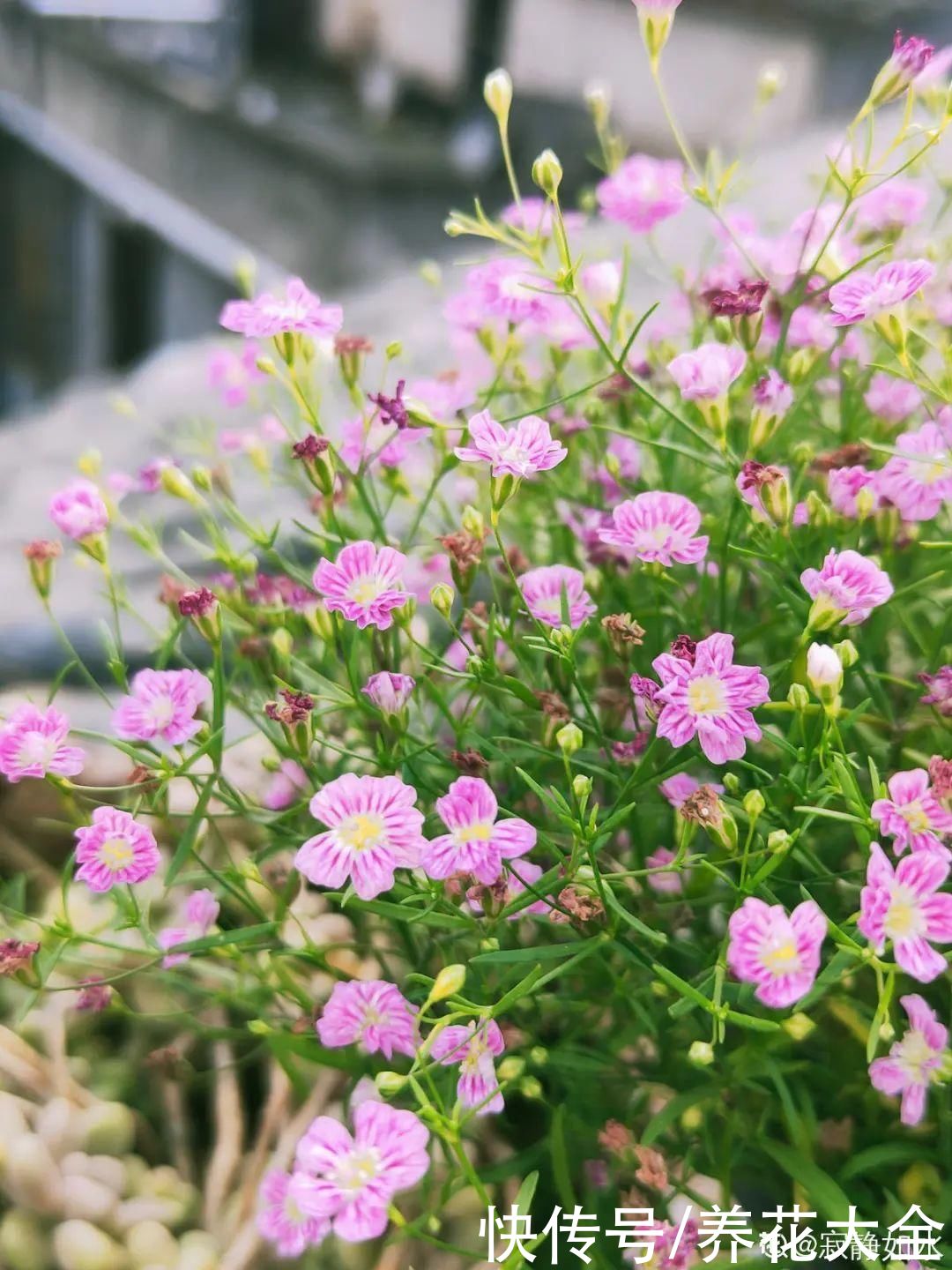 你养的花，暴露你的“性格缺点”，赶紧来测测