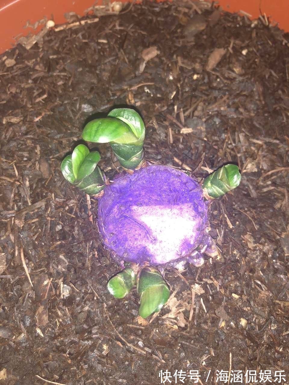 阴凉处|君子兰、多肉秋天“砍一刀”，1次冒出10个芽，几个月养爆盆