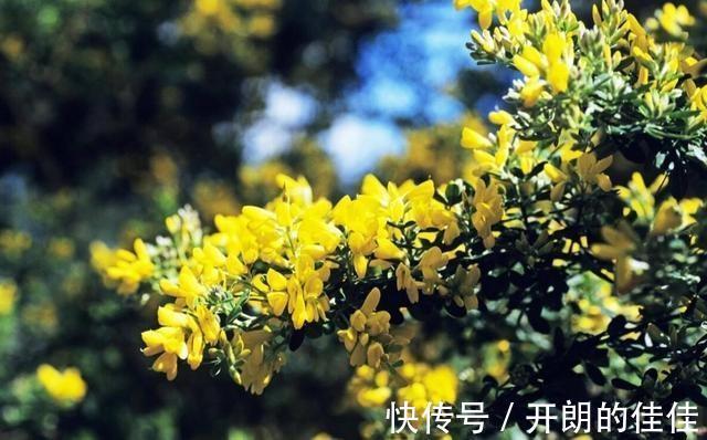 土壤|被当废柴的金雀花,埋在土里,开花如鸟雀