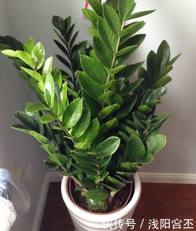 金钱树|家中若能开“4花”,既是养功到位,又是“财气”到位,恭喜你!
