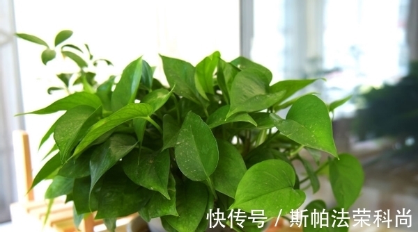 生鸡蛋、蛋壳养花方法不一样,别弄错了