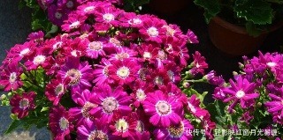 把这种调味料捣碎了养花,专治烂根、黄叶和虫害,花疯长撑爆盆!