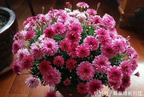 养分|家家都有的垃圾,抓一把掺盆里,养花十年不烂根,开花爆盆挡不住