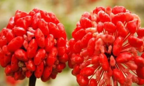 青年|女性要“减肥美容”?坚持吃3物，排出毒素、润肠护肤，滋养子宫