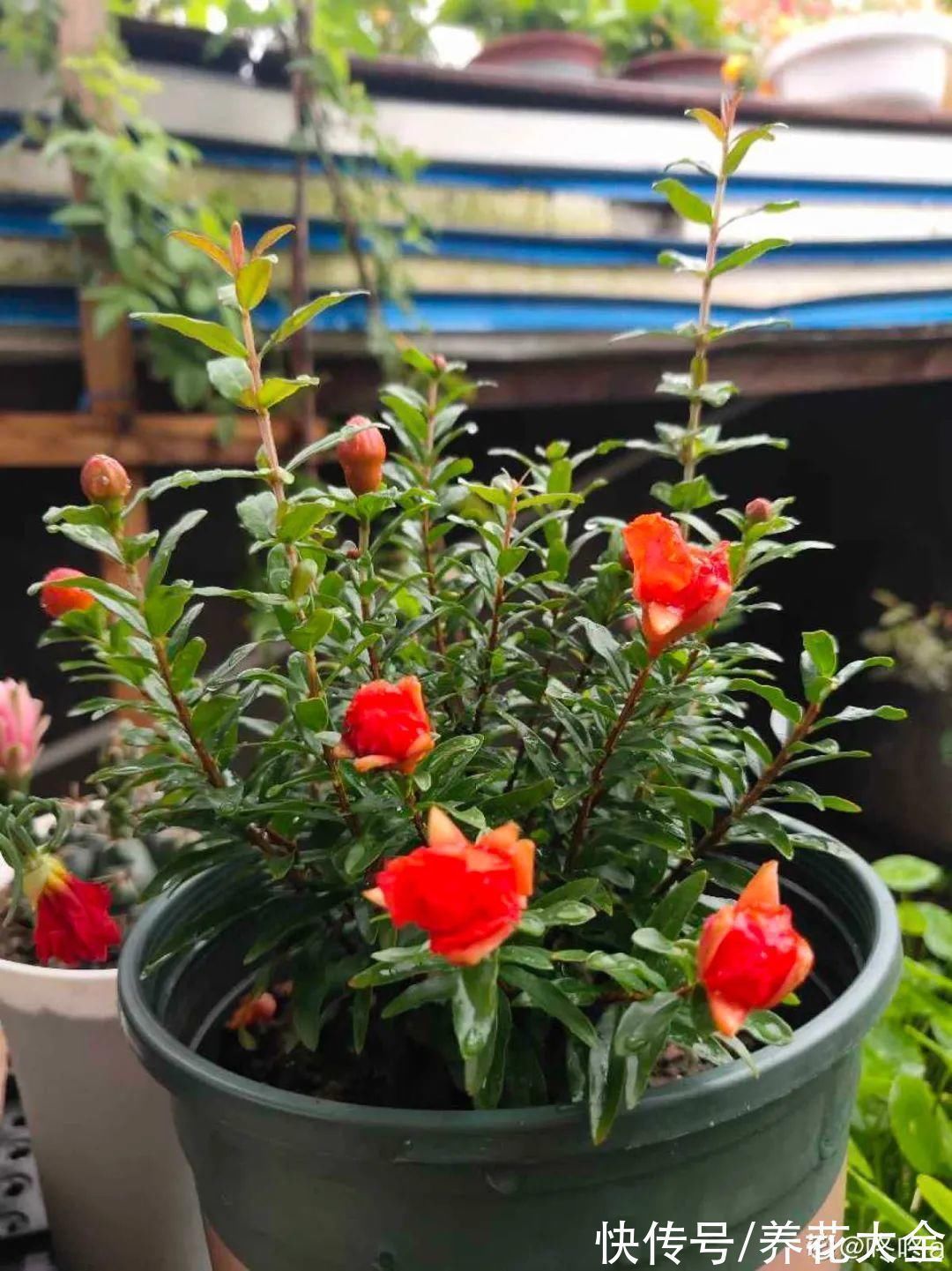 石榴|家里养盆“招财花”,一年四季开红花结红果,“招财旺运”又红火