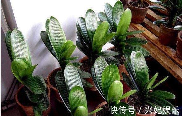 君子兰|去散步捡点它,往君子兰盆里一放,10年不烂根花开不断年年爆盆