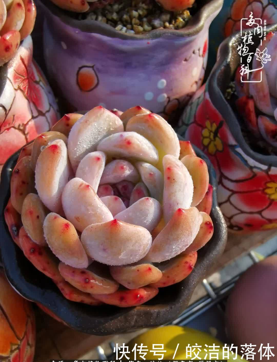 百度|我与多肉那些不得不说的故事!