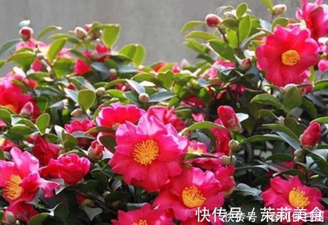 含有|开花植物“促花肥”有3种,植物不同要合理选择,不能盲目使用