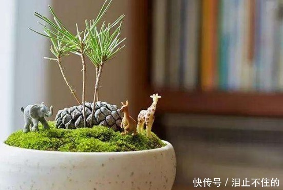 公园有“黑球”就捡回家,插土里浇点水,半月发新芽,半年成盆景!