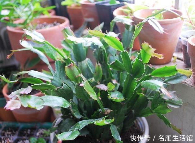  养花|家里养花，用此个妙招，一盆变成十盆，花盆都不够用了