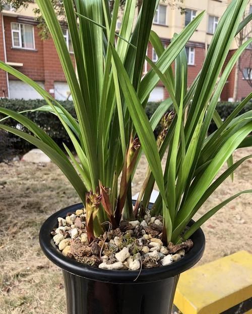 兰花|兰花通风那么重要,为什么很少人用吊盆养呢