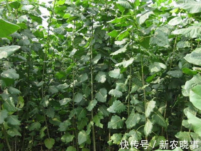 五树不入宅是什么意思?农村人为何不