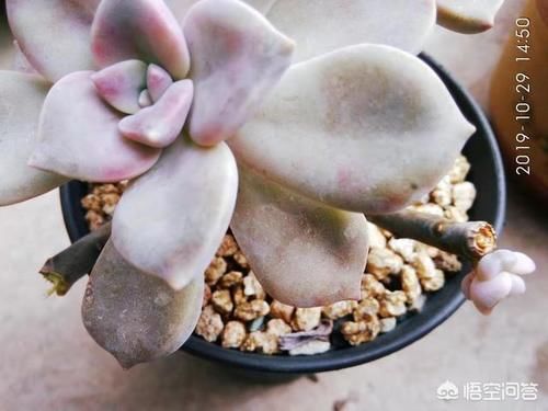 徒长的多肉还能恢复原样吗?