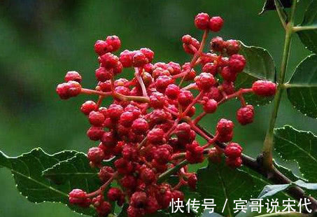 老中医|老中医花椒泡“一物”连吃7天瘦8斤，肾脏强，湿气便秘全赶跑