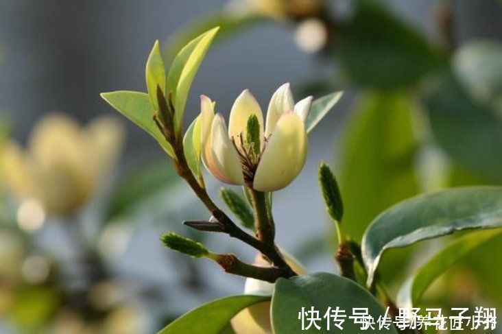 养这7种花，“醋”要经常浇，每月浇一碗，叶子绿油油