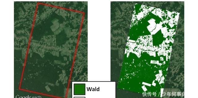 巴西 卫星对准全球森林!中国大半领土都“绿”,德国巴西发现新砍伐区