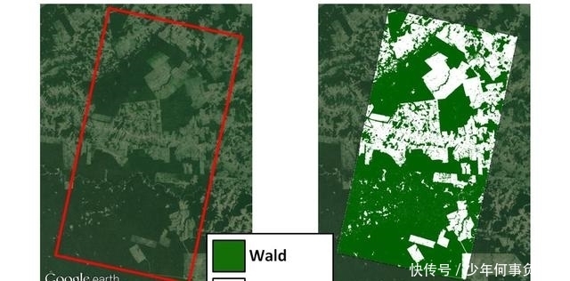 巴西 卫星对准全球森林！中国大半领土都“绿”，德国巴西发现新砍伐区
