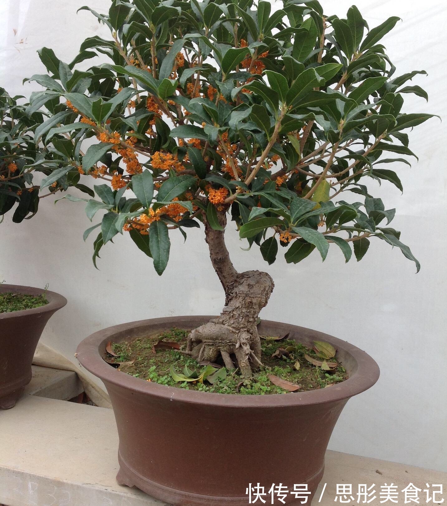 8种“富贵花”自带好运,花大优美,能养几十年,能值很多钱