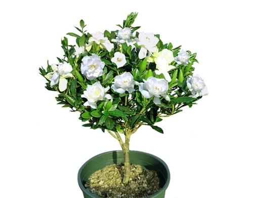 土壤养杜鹃茶花和栀子花先打好两个基础枝叶不黄不掉花开不断