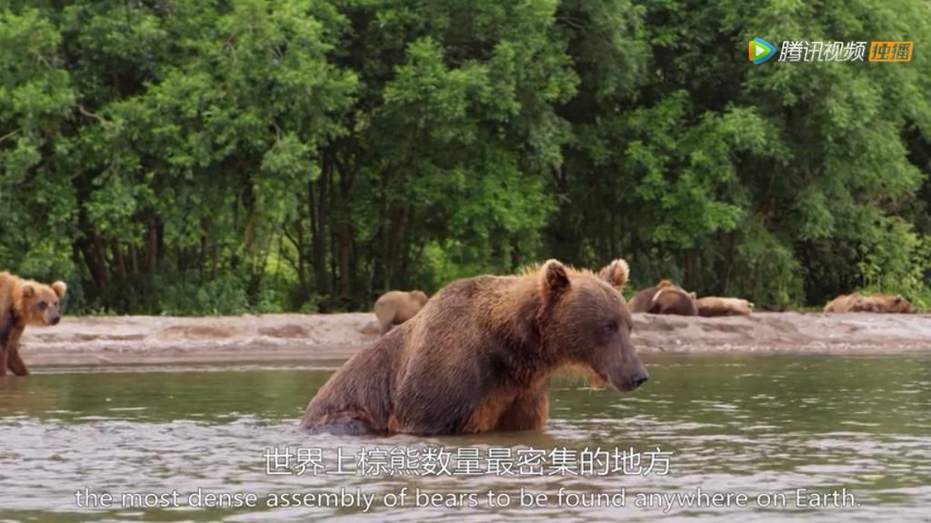 9.8分超惊艳，这神作终于不用找资源，我一口气看完5集