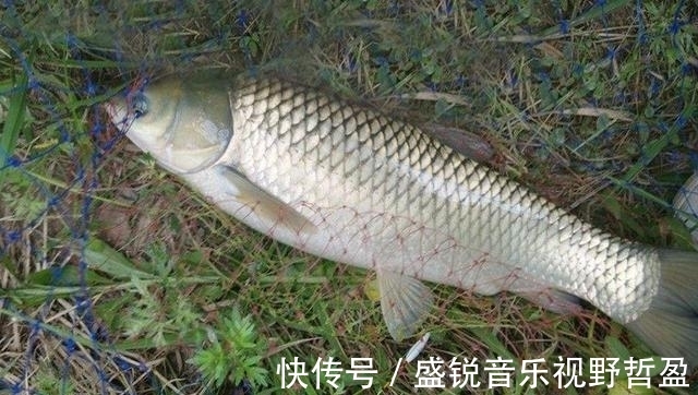 神经素|钓草鱼什么时间段好上鱼?选什么钓位好?