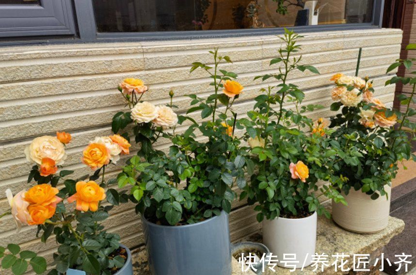 浇水|月季容易变光杆，是因为你没注意“4点”，合理改善才能叶绿花多