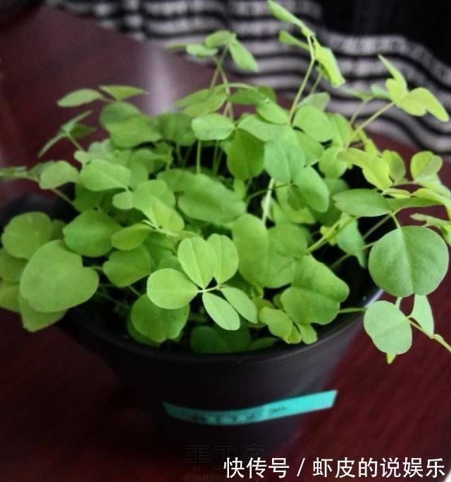 路边不起眼的三叶草,按照基础4招走,轻松养出草本老桩