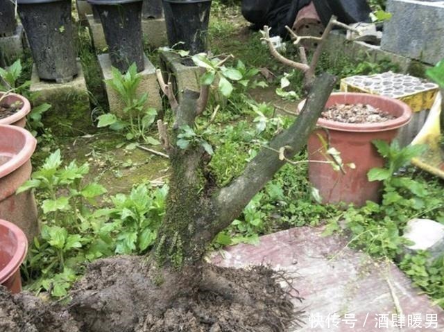 2种花卉很像“树”,不起眼,其实很“值钱”,种2棵“卖1万”!