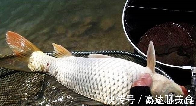 大鱼|给你个忠告：秋钓鲤鱼就用这“硬招”，鱼竿瞬间就是一个大弯弓