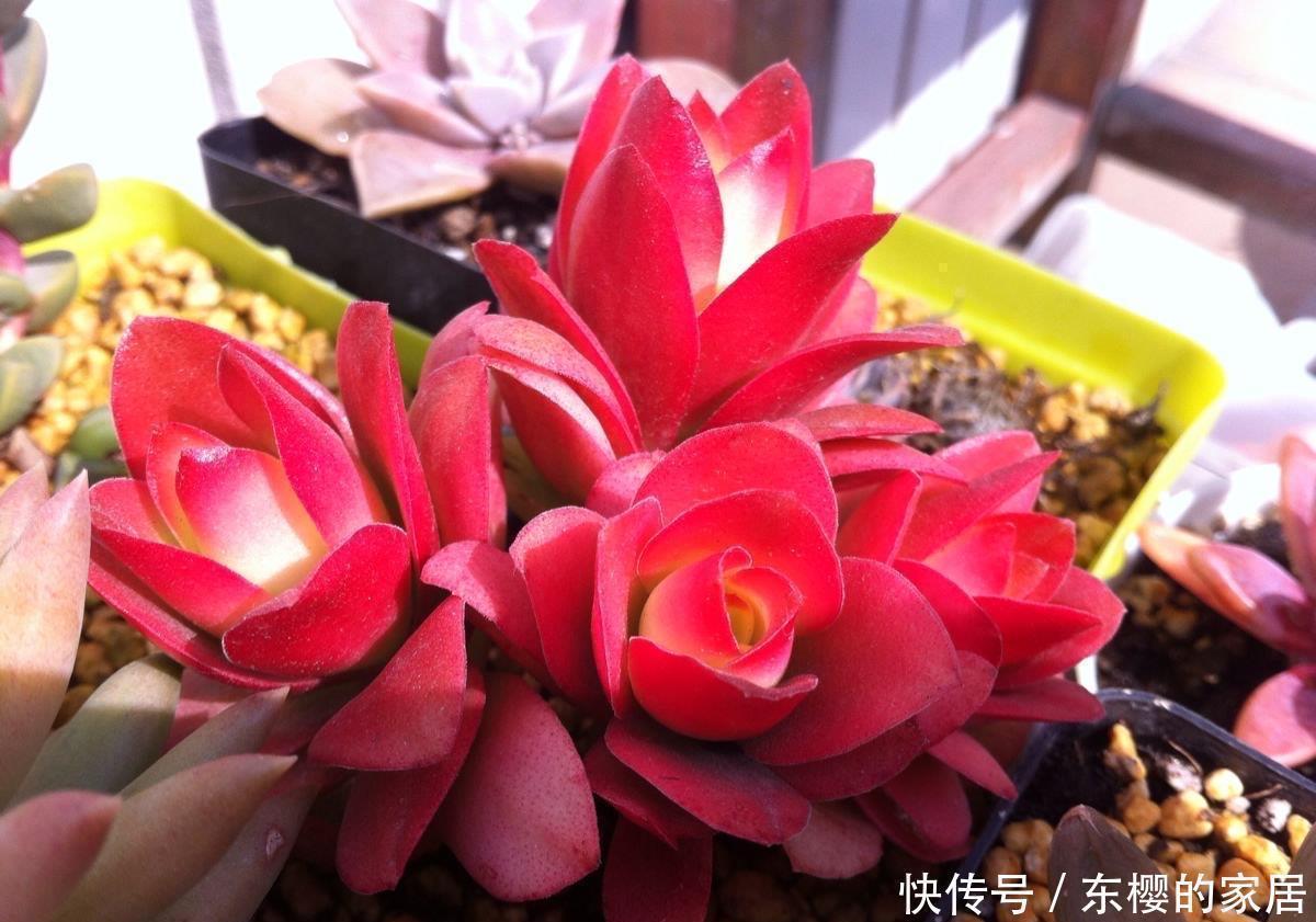 黄丽黄丽|很好养活的3种“多肉”,养出群生养成老桩,真的很美