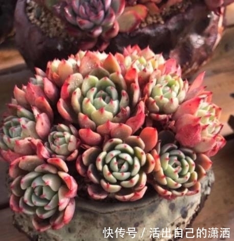 花友|多肉娜娜小勾和奥普琳娜,两者都是美人,哪种更适合新手养?