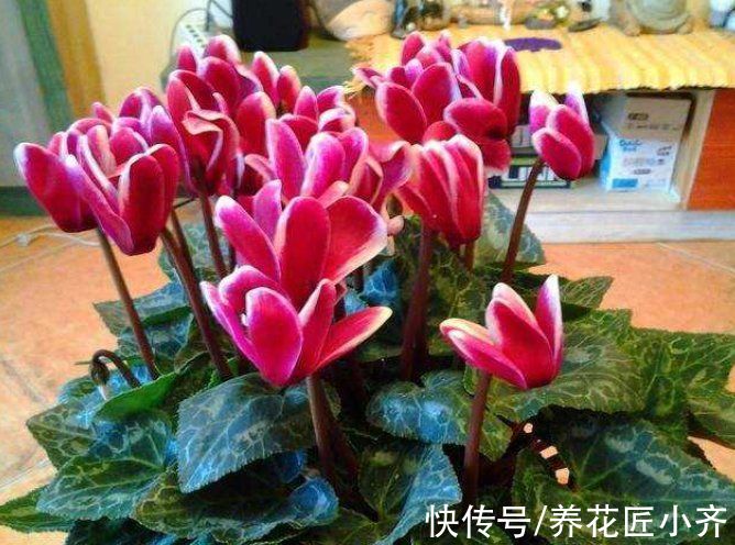 6种“富贵花”,平时没人卖,过年抢着买,摆家里,喜庆吉祥