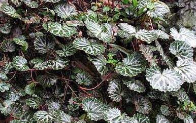 野生植物|这一种长在岩缝的野草,人称“金线吊芙蓉”,能祛风还可以治风疹