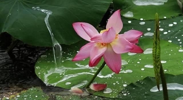 山林$苏轼最难超越的一首宋词,每一句都有哲理,下片12字更是字字珠玑