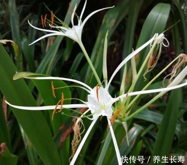 有些花名字太奇葩,叫出口太尴尬,开花却很美!