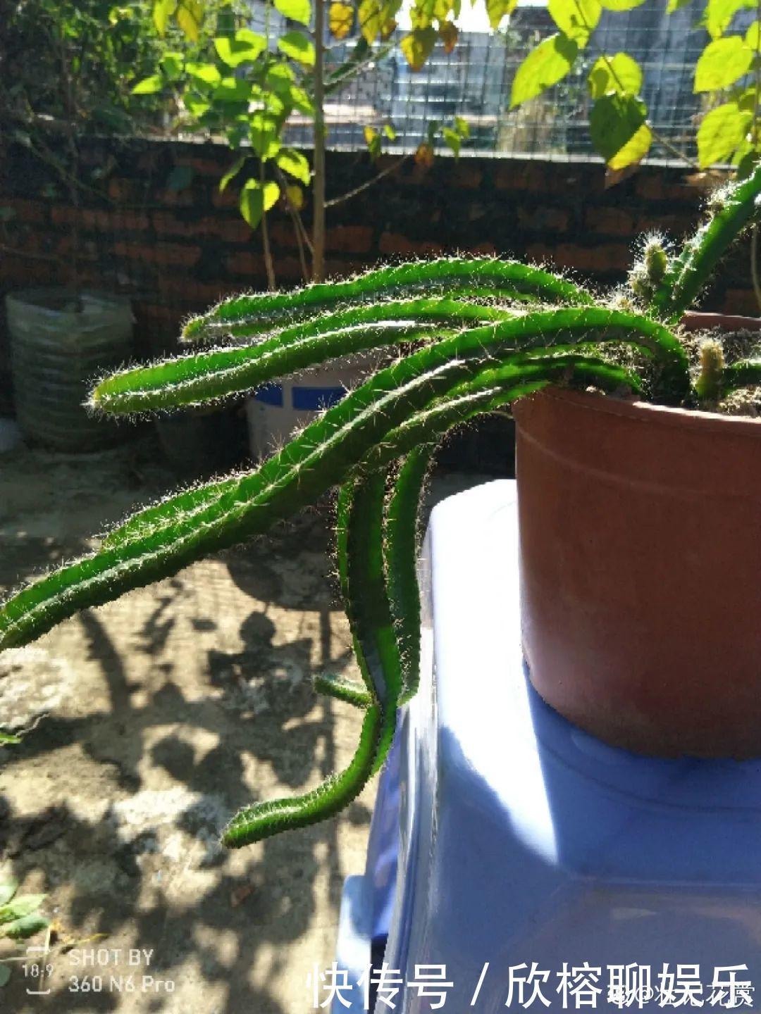 花花|大粗杆插土里,7天生根,当年结果压弯枝,不用买水果了!