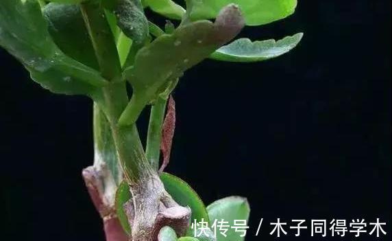 玉树|长寿花嫁接到玉树上,亲源近成活率高,来年的花开成了花团