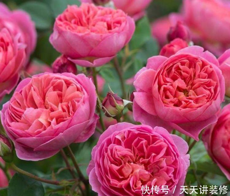 养花|农历5月11日开始,养花养个耐看的,不管也疯长,开花一茬接一茬