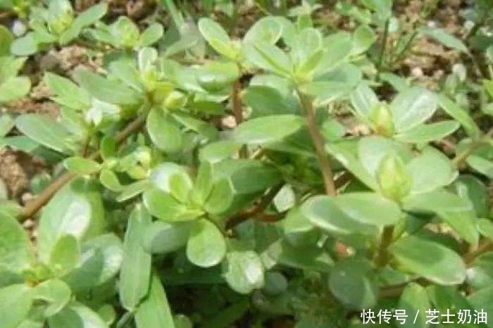 农村常见的一种野菜,能杀菌消炎、抗癌、降血压