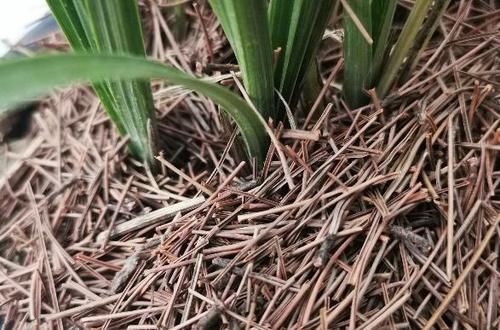 趁着冬日的最后时光，多捡些树皮、枯枝叶备用养花吧！