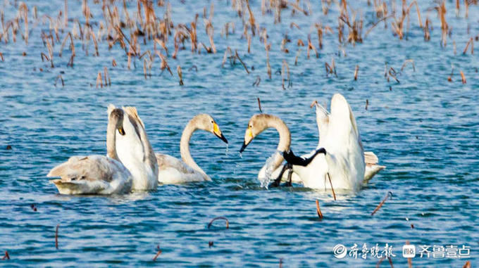 中年|成群的天鹅水中嬉戏，济南这片湖泊美醉了