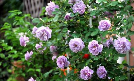 蔷薇蓝雨 是一种紫魅靓丽的花卉 似绚丽的紫霞 梦幻般的迷人 快资讯