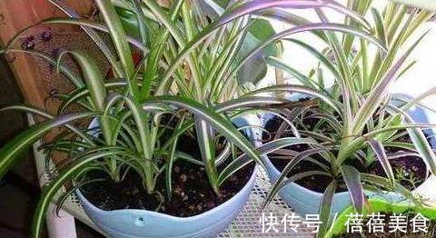 想要将吊兰养成瀑布，教你6招小技巧，不断抽藤养成绿瀑布