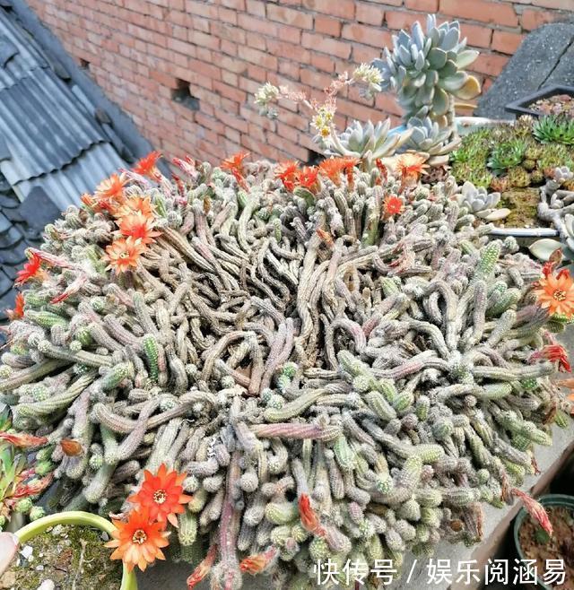 10种不能淋雨的花,淋完雨就死,盆栽养花注意事项