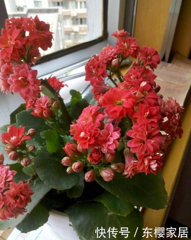 长寿花夏天有什么忌讳这3点不能做,秋天早开花、花量多