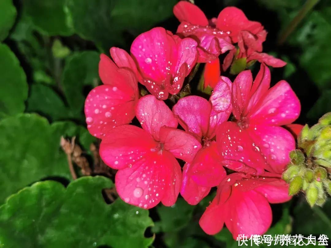 10种花要控水，天热反而不能浇，一浇水就死