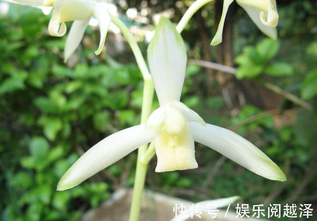 名花|四季兰名花——青山玉泉，花色纯净，兰香清新，适合新手养