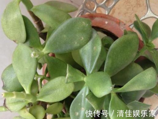 饮料|玉树一浇水就“变矮”换点“饮料”喝,枝干壮如松,叶片厚又亮